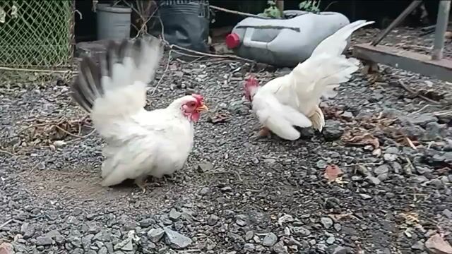 Gà Thái nhạn tơ mặt râu. Mua bán Gà tại Huyện Long Thành Đồng Nai được đăng bởi Nguyễn Văn Hậu hình 1