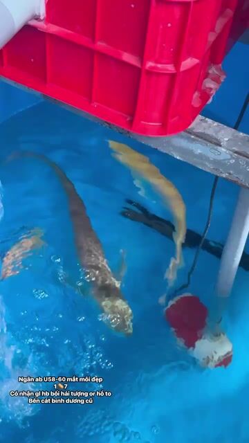 Ngân Albino u58-60. Mua bán Thú cưng khác tại Thị xã Bến Cát Bình Dương được đăng bởi nhct hình 1