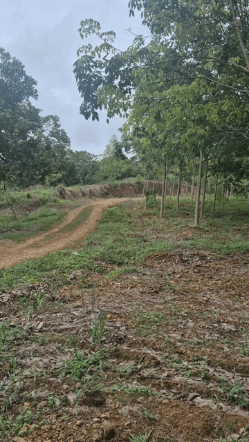 Mua bán Đất Huyện Đồng Phú Bình Phước diện tích 22000 m² giá 3,3 tỷ