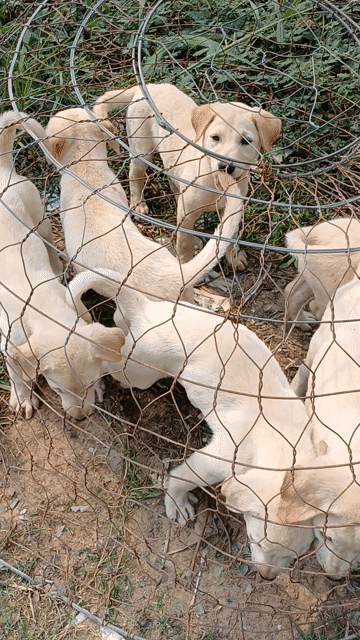 Chó Labrador Trắng kem thân thiện yêu trẻ em. Mua bán Chó tại Huyện Bình Chánh Tp Hồ Chí Minh được đăng bởi Hùng  hình 1