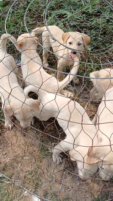 Chó Labrador Trắng kem thân thiện yêu trẻ em. Mua bán Chó tại Huyện Bình Chánh Tp Hồ Chí Minh được đăng bởi Hùng  hình 1