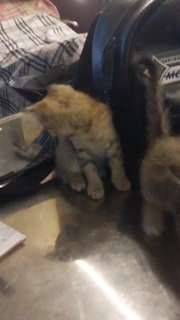 mèo lai anh. Mua bán Mèo tại Quận 12 Tp Hồ Chí Minh được đăng bởi thu hình 1