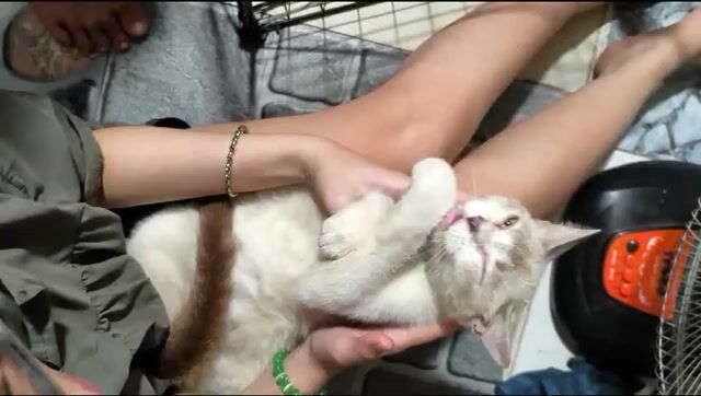 Mèo anh lông ngắn lai mèo xiêm. Mua bán Mèo tại Huyện Hóc Môn Tp Hồ Chí Minh được đăng bởi Trnhuy hình 1