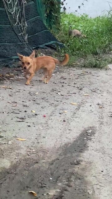 Chó màu Nâu. Mua bán Chó tại Thành phố Thủ Đức Tp Hồ Chí Minh được đăng bởi Tân Tiger hình 1