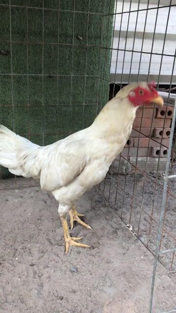 Gà mái Trắng trên 2kg mới xuống ổ. Mua bán Gà tại Huyện Củ Chi Tp Hồ Chí Minh được đăng bởi Trần Minh Tâm hình 1