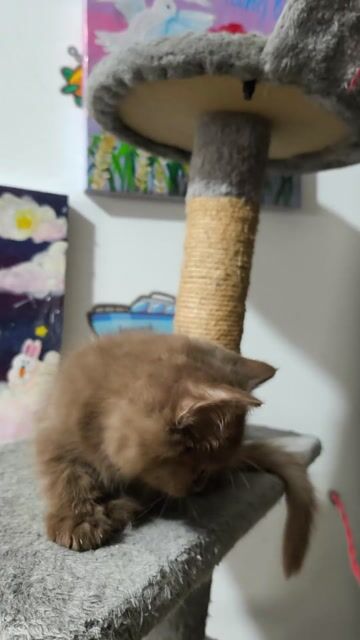 HCM Vũng Tàu bán mèo ALN cinamon đã tiêm cá xinh. Mua bán Mèo tại Quận 5 Tp Hồ Chí Minh được đăng bởi Miss An hình 1