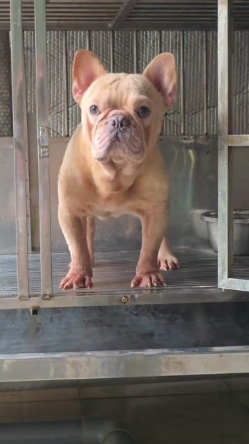 Chó Bull Pháp Nâu đục 1 tuổi. Mua bán Chó tại Quận Thanh Khê Đà Nẵng được đăng bởi Quang hình 1