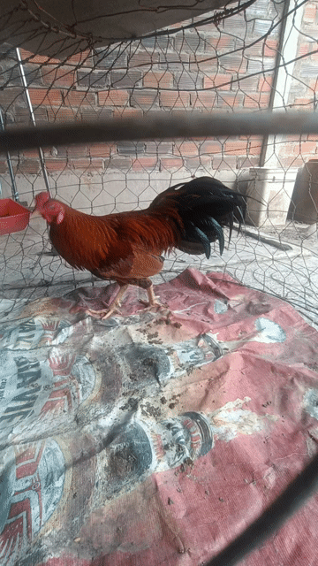 gà long. Mua bán Gà tại Huyện Châu Thành Tây Ninh được đăng bởi Trinh Hai hình 1