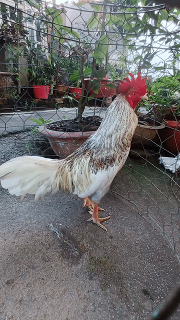 Gà giống lớn đực. Mua bán Gà tại Huyện Châu Thành An Giang được đăng bởi Quách Cường hình 1