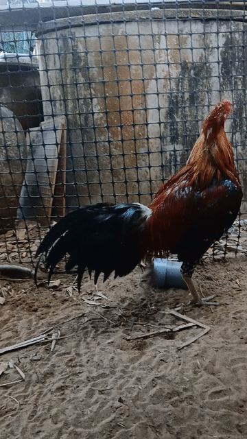 tơ 7 tháng ngoài . Mua bán Gà tại Huyện Ba Tri Bến Tre được đăng bởi Phi hình 1