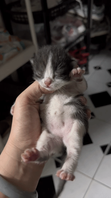 Mèo lai - Mẹ bicolor chân ngắn x bố mèo ta. Mua bán Mèo tại Thành phố Thủ Dầu Một Bình Dương được đăng bởi Giang Vũ (Selene) hình 1