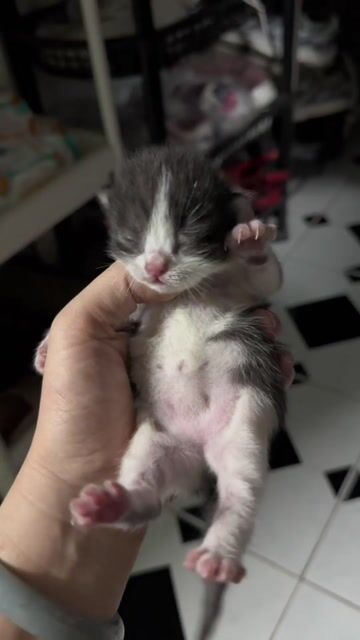 Mèo lai - Mẹ bicolor chân ngắn x bố mèo ta. Mua bán Mèo tại Thành phố Thủ Dầu Một Bình Dương được đăng bởi Giang Vũ (Selene) hình 1