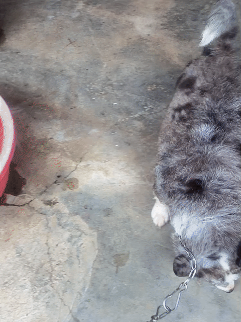 Chó Corgi đực Melo. Mua bán Chó tại Thành phố Bảo Lộc Lâm Đồng được đăng bởi Lê Trung hình 1