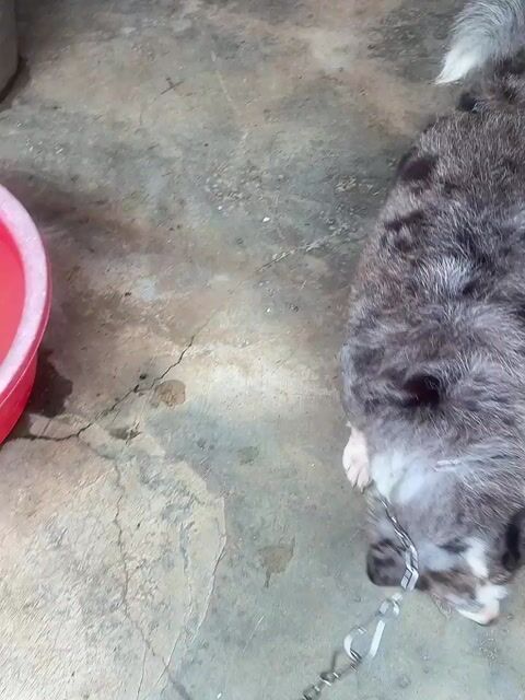 Chó Corgi đực Melo. Mua bán Chó tại Thành phố Bảo Lộc Lâm Đồng được đăng bởi Lê Trung hình 1
