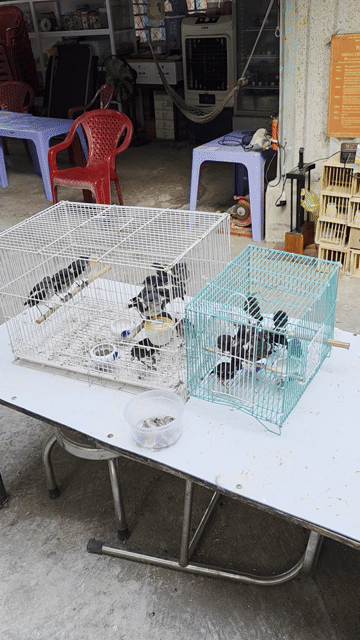 Chòe than con chòe đất con. Mua bán Chim tại Quận Gò Vấp Tp Hồ Chí Minh được đăng bởi Tưởng Họa Mi  hình 1