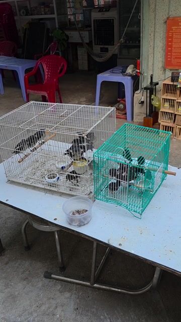 Chòe than con chòe đất con. Mua bán Chim tại Quận Gò Vấp Tp Hồ Chí Minh được đăng bởi Tưởng Họa Mi  hình 1