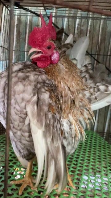 Gà Serama trống 8th, dáng tốt. Mua bán Gà tại Huyện Cầu Kè Trà Vinh được đăng bởi oanh hình 1