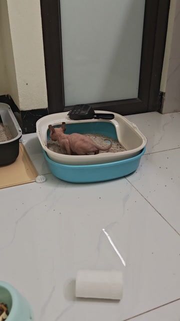 Mèo không lông 1.5 tháng. Mua bán Mèo tại Huyện Thanh Trì Hà Nội được đăng bởi Trung Hiếu hình 1