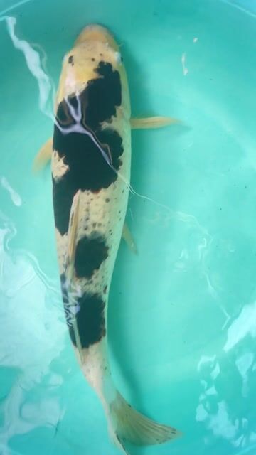 Cá Koi 60 cm. Mua bán Thú cưng khác tại Thành phố Thủ Dầu Một Bình Dương được đăng bởi Duong minh duc hình 1