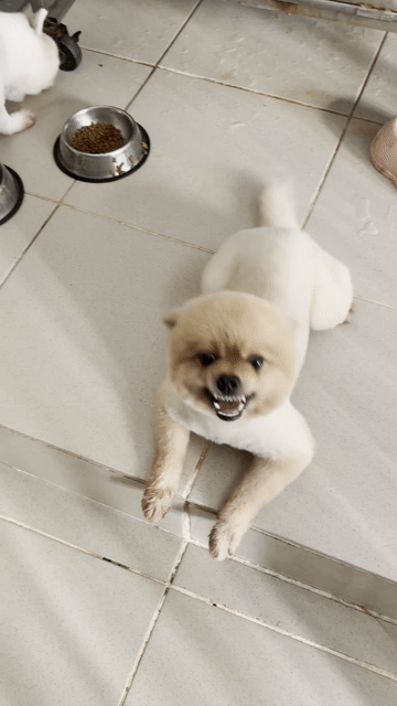 Chó Phốc Sóc nhỏ Trắng kem. Mua bán Chó tại Huyện Long Thành Đồng Nai được đăng bởi Ánh Linh hình 1