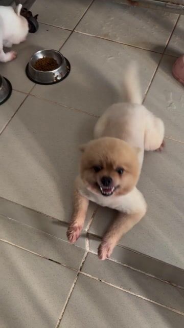 Chó Phốc Sóc nhỏ Trắng kem. Mua bán Chó tại Huyện Long Thành Đồng Nai được đăng bởi Ánh Linh hình 1