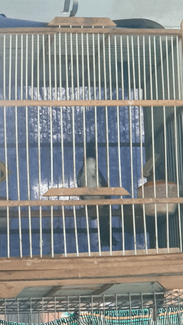 Chim Chào Mào Trống Indo 1 mùa lồng. Mua bán Chim tại Quận Gò Vấp Tp Hồ Chí Minh được đăng bởi nglonggv hình 1