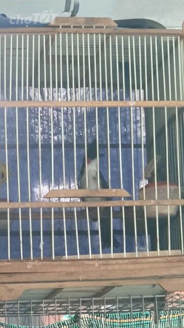 Chim Chào Mào Trống Indo 1 mùa lồng. Mua bán Chim tại Quận Gò Vấp Tp Hồ Chí Minh được đăng bởi nglonggv hình 1
