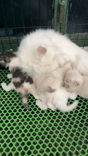 Nhân gạch cho mấy em nhà trồng lùn dài có đủ. Mua bán Mèo tại Quận 11 Tp Hồ Chí Minh được đăng bởi Ngọc Ngọc Meow hình 1