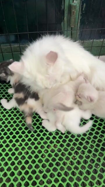 Nhân gạch cho mấy em nhà trồng lùn dài có đủ. Mua bán Mèo tại Quận 11 Tp Hồ Chí Minh được đăng bởi Ngọc Ngọc Meow hình 1