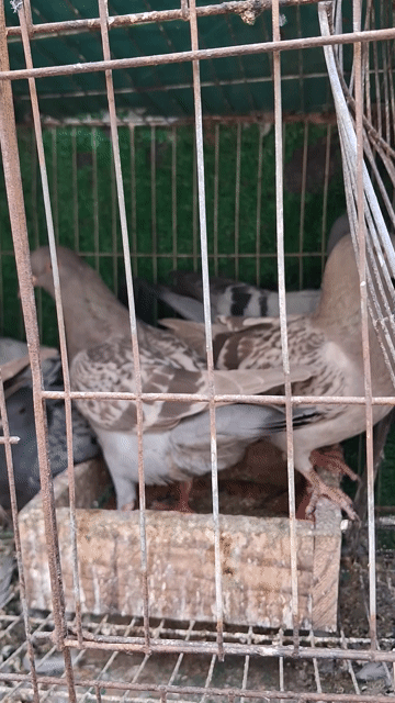 Chim Bồ câu gà,titan tơ bự con. Mua bán Chim tại Thành phố Thủ Đức Tp Hồ Chí Minh được đăng bởi MÊ BỒ CÂU hình 1