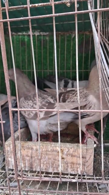 Chim Bồ câu gà,titan tơ bự con. Mua bán Chim tại Thành phố Thủ Đức Tp Hồ Chí Minh được đăng bởi MÊ BỒ CÂU hình 1