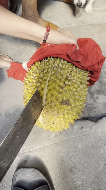 Sầu riêng 3kg thịt. Mua bán Đồ ăn, thực phẩm và các loại khác tại Quận 8 Tp Hồ Chí Minh được đăng bởi Lê Ngọc Minh Tâm hình 1