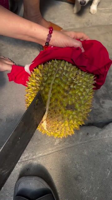 Sầu riêng 3kg thịt. Mua bán Đồ ăn, thực phẩm và các loại khác tại Quận 8 Tp Hồ Chí Minh được đăng bởi Lê Ngọc Minh Tâm hình 1