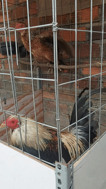 Cặp chuối Mỹ Grey. Mua bán Gà tại Huyện Long Thành Đồng Nai được đăng bởi Vô thường hình 1