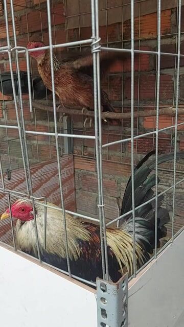 Cặp chuối Mỹ Grey. Mua bán Gà tại Huyện Long Thành Đồng Nai được đăng bởi Vô thường hình 1