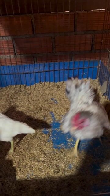 Gà trống màu Xám. Mua bán Gà tại Thị xã Phước Long Bình Phước được đăng bởi hb hình 1