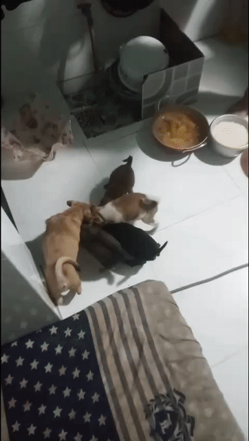 Chó cỏ đực nhiều màu đủ kích cỡ. Mua bán Chó tại Huyện Bình Chánh Tp Hồ Chí Minh được đăng bởi Ngọc Nhi hình 1