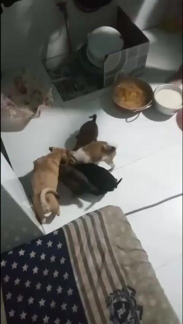 Chó cỏ đực nhiều màu đủ kích cỡ. Mua bán Chó tại Huyện Bình Chánh Tp Hồ Chí Minh được đăng bởi Ngọc Nhi hình 1
