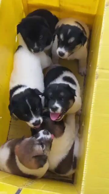 Chó nhật lai chó gấu bắc hà. Mua bán Chó tại Thành phố Thủ Đức Tp Hồ Chí Minh được đăng bởi Đậu ngọc ngân  hình 1