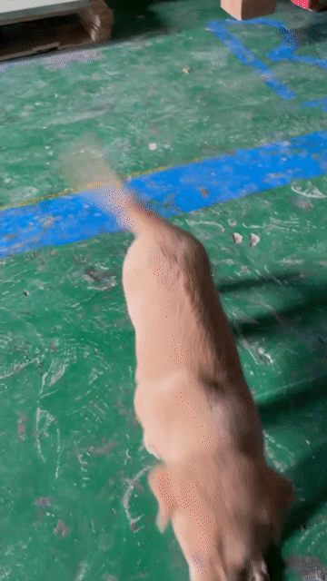 Chó Phú Quốc lai Trung Bình 2 tháng Đen, Nâu. Mua bán Chó tại Thành phố Dĩ An Bình Dương được đăng bởi Việt Hòa Mnl hình 1