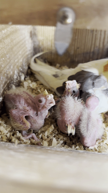vẹt cockatiel non đút bột màu đẹp. Mua bán Chim tại Thành phố Thủ Đức Tp Hồ Chí Minh được đăng bởi Huy hình 1