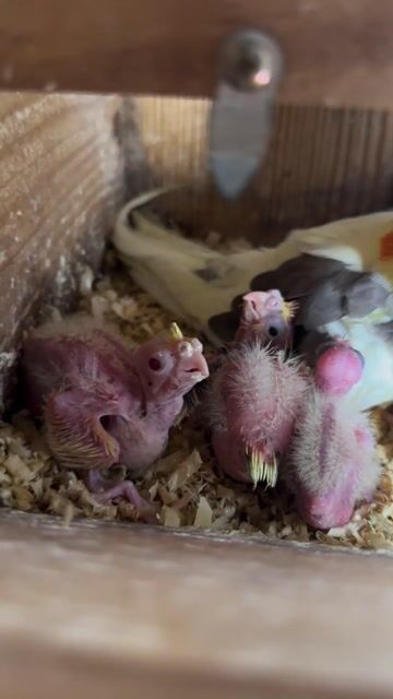 vẹt cockatiel non đút bột màu đẹp. Mua bán Chim tại Thành phố Thủ Đức Tp Hồ Chí Minh được đăng bởi Huy hình 1