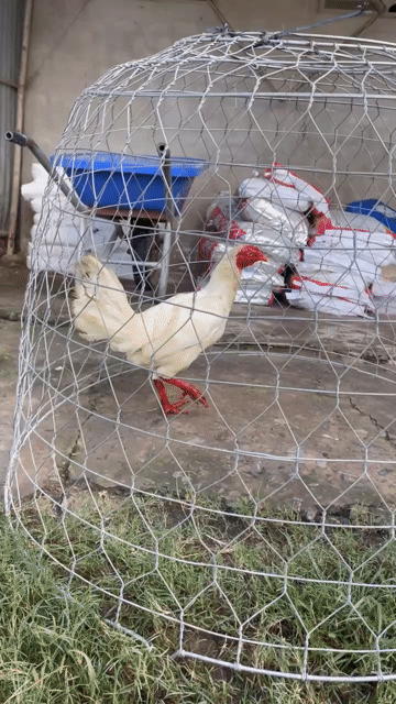 Gà Mái Úa bướm chân xanh cam 2k1 chuẩn bị đẽ. Mua bán Gà tại Quận 6 Tp Hồ Chí Minh được đăng bởi A Tài Gà đá Miền Tây 1 hình 1