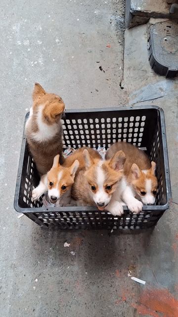 Chó Corgi Nâu trắng. Mua bán Chó tại Quận Đống Đa Hà Nội được đăng bởi Tùng Lâm corgi hình 1