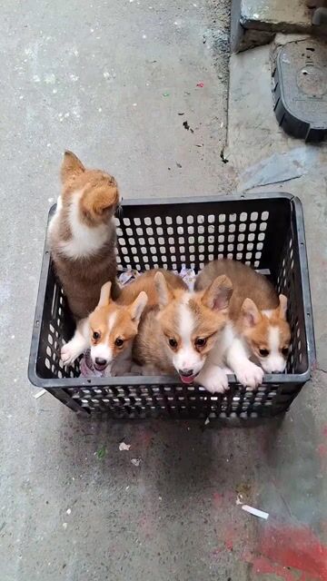 Chó Corgi Nâu trắng. Mua bán Chó tại Quận Đống Đa Hà Nội được đăng bởi Tùng Lâm corgi hình 1