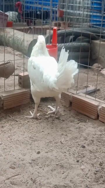 Mái Bướm úa Thái Mỹ 2kg5. Mua bán Gà tại Thành phố Châu Đốc An Giang được đăng bởi Hoàng phuc hình 1