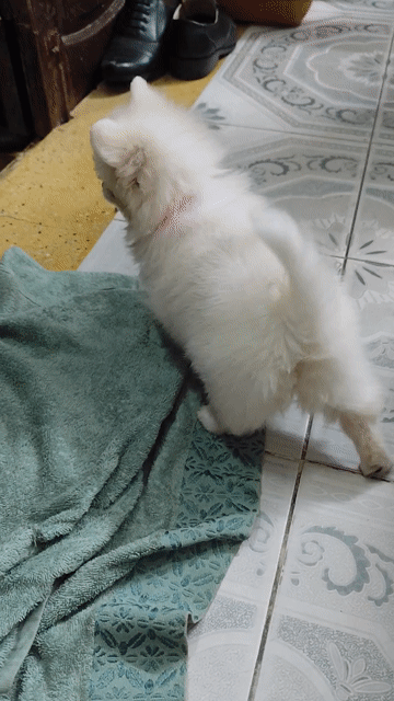 Chó Pom trắng thuần chủng. Mua bán Chó tại Quận Sơn Trà Đà Nẵng được đăng bởi Nam Đào hình 1
