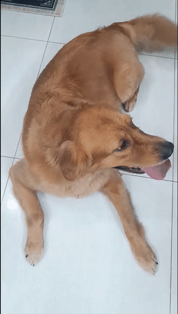 Chó Golden Retriever cái 2 tuổi đã tiêm. Mua bán Chó tại Huyện Hoằng Hóa Thanh Hóa được đăng bởi Sơn hình 1