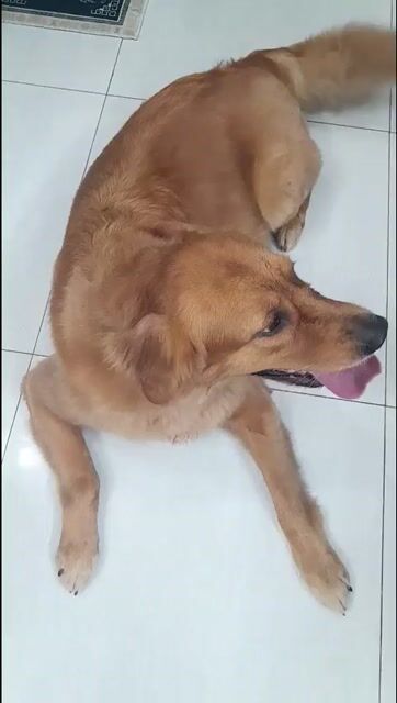 Chó Golden Retriever cái 2 tuổi đã tiêm. Mua bán Chó tại Huyện Hoằng Hóa Thanh Hóa được đăng bởi Sơn hình 1