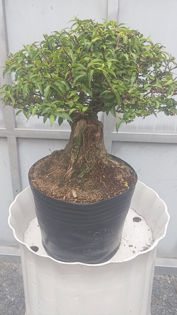 Mai Chiếu Thủy Cao 30cm Lũa tự nhiên. Mua bán Cây cảnh, đồ trang trí tại Huyện Củ Chi Tp Hồ Chí Minh được đăng bởi Cây kiểng giá rẻ LT1 hình 1